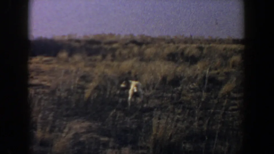 1956 Lubbock, Texas home-movie frame showing a small tan animal in a dry brown field with dark 8mm borders.