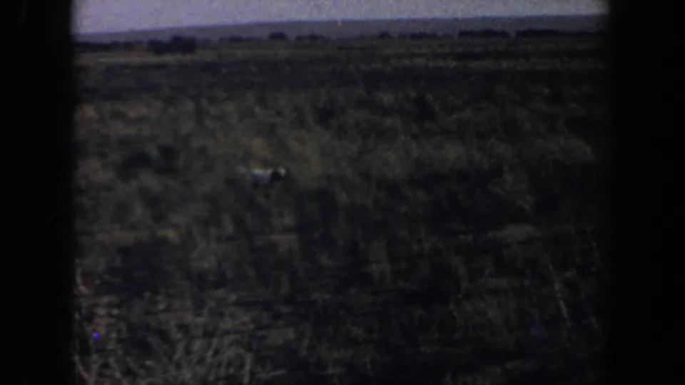 Distant light-colored animal crosses a dry open field in 1956 Lubbock-area 8mm footage.
