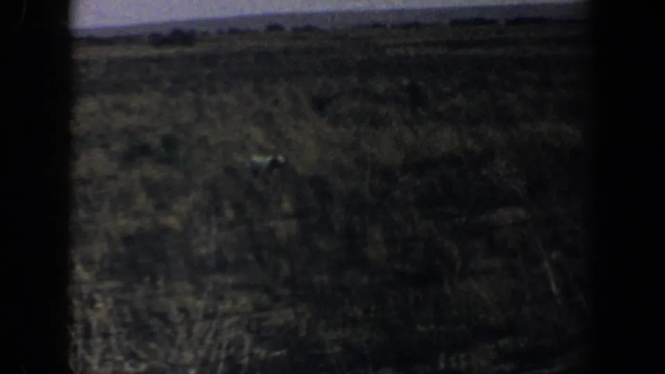 Soft 8mm frame from Lubbock, Texas showing a pale animal partly hidden among tall field grasses.