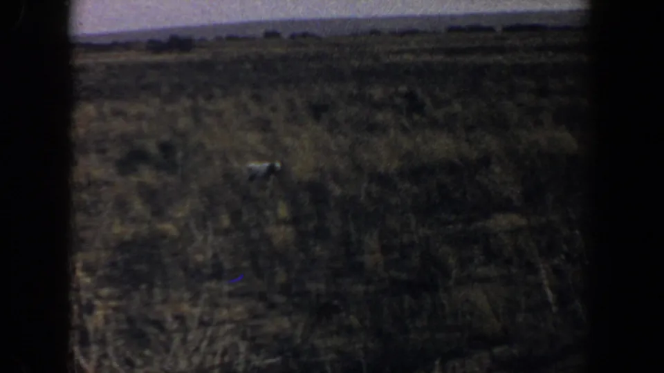 Final 1956 Lubbock 8mm frame shows a small pale animal amid dry grasses beneath a clear sky.