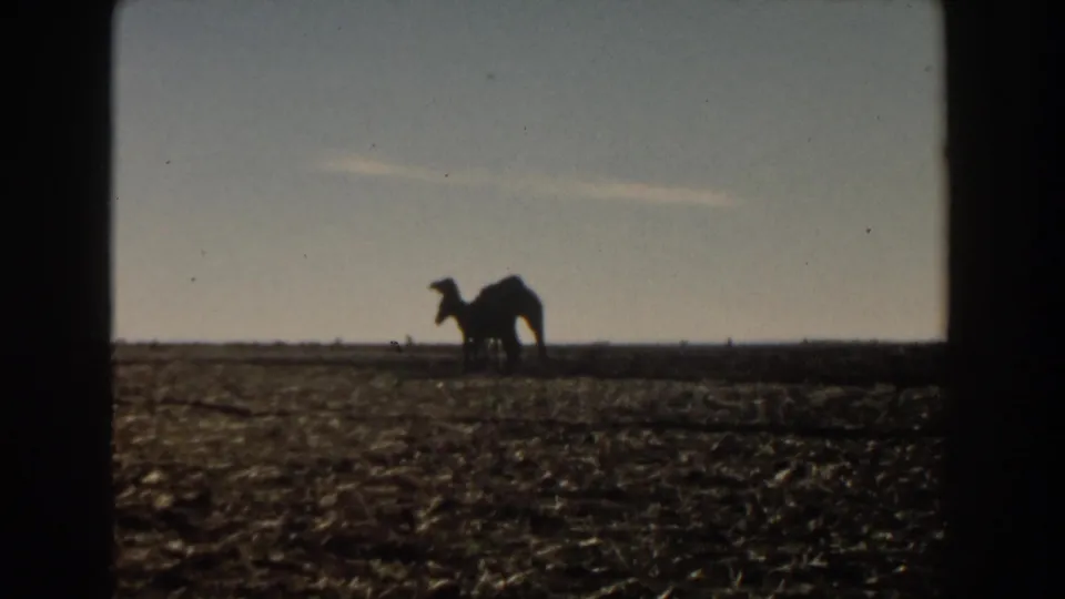 A camel silhouette stands or moves at a distance across flat open land, recorded in soft 8mm color.