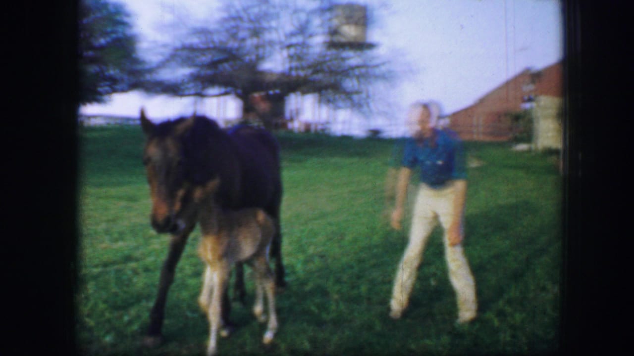 1964 Fort Worth home-movie frame showing a brown horse and tan colt in grass as an adult man stands nearby.