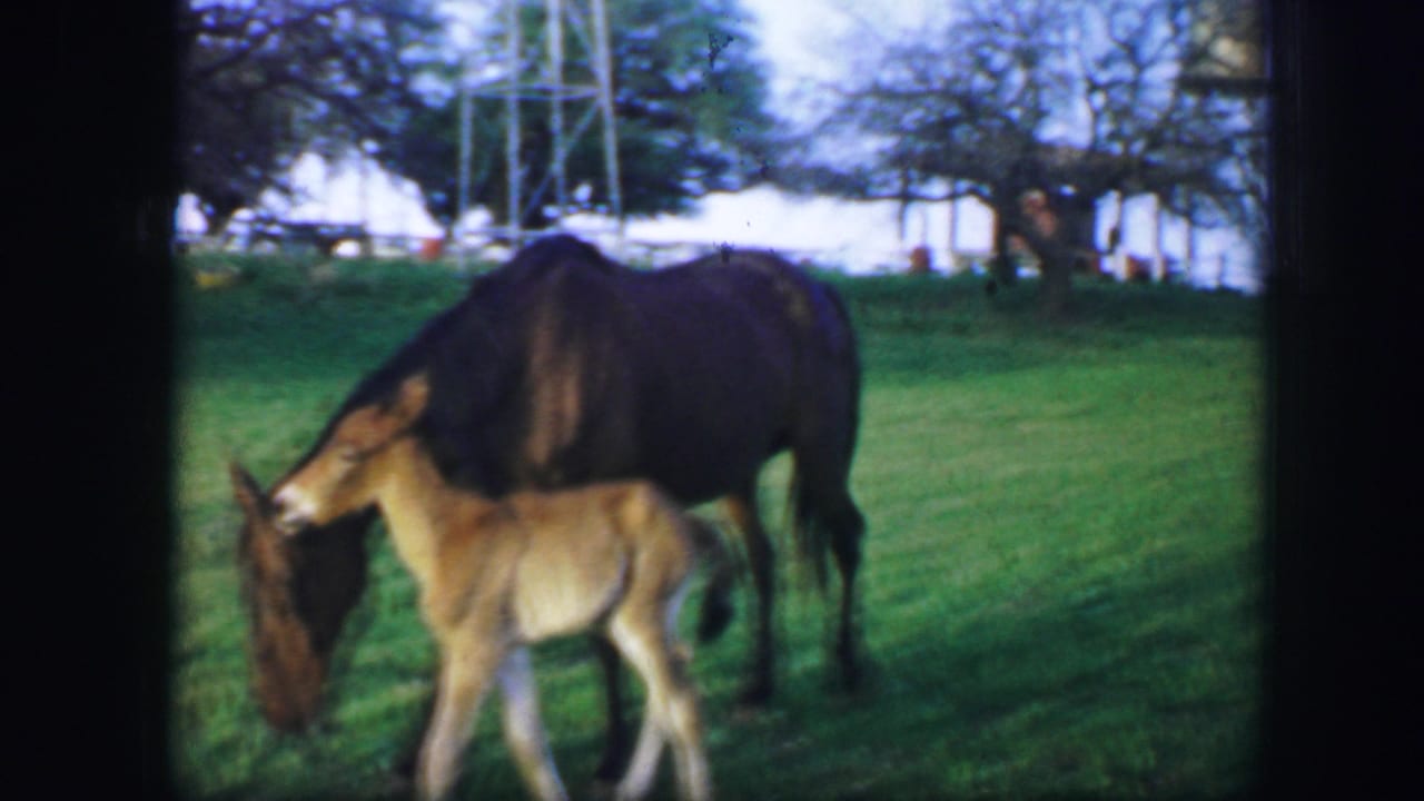 Brown horse lowers its head near a tan colt in a green field.