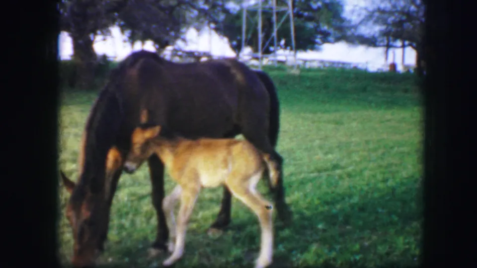 1964 Fort Worth home-movie frame showing the tan colt beside the brown horse as the horse grazes in the field.