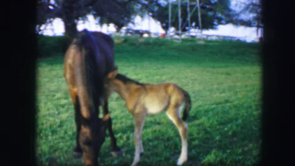 1964 Fort Worth frame with a tan colt standing beside a brown horse in a sunlit field with trees behind them.