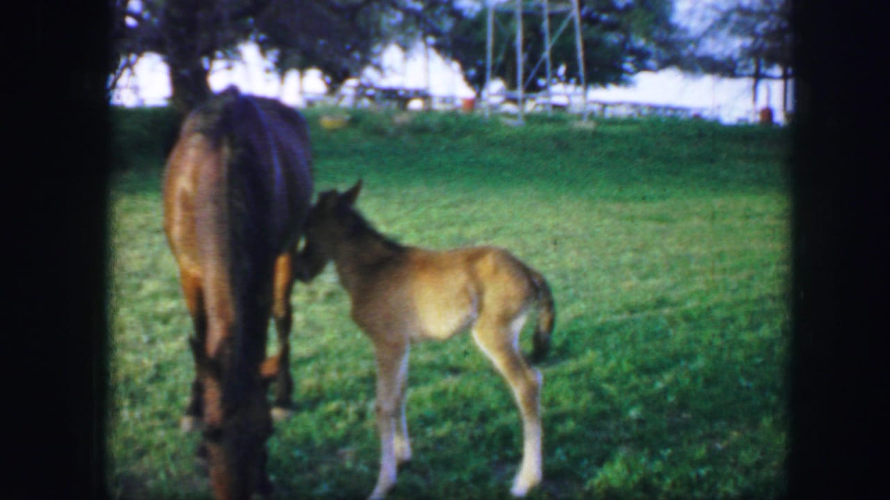 Mare and foal standing in a grassy field with water towers in the background.