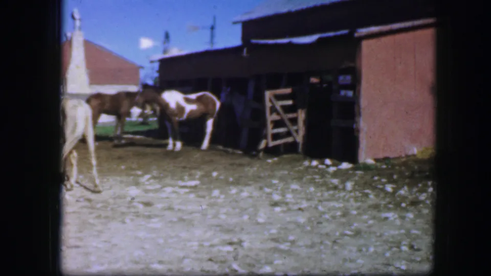 Horses feed on forage beside a red barn and leaning wooden gate in Fort Worth, Texas, home-movie footage from 1964.