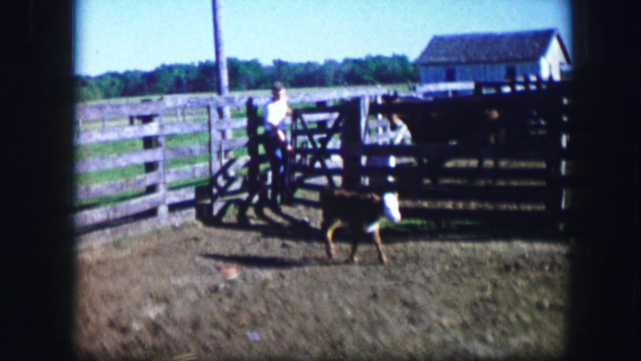 Calf walking in a fenced dirt pen near a gate and small outbuilding.