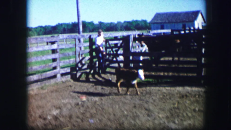A calf moves through a fenced farm pen in Kirksville, Missouri, with a distant adult by the gate and a small outbuilding beyond.