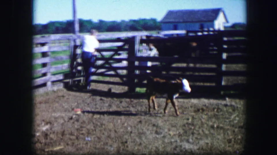 Home-movie frame of a rural Missouri livestock pen, with a calf in the foreground and a distant adult at the wooden gate.