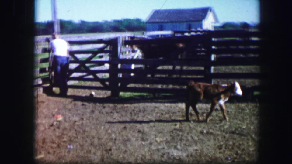 A calf walks across a fenced livestock area in 1967 Kirksville footage, with a distant adult, gate, pasture, and outbuilding visible.