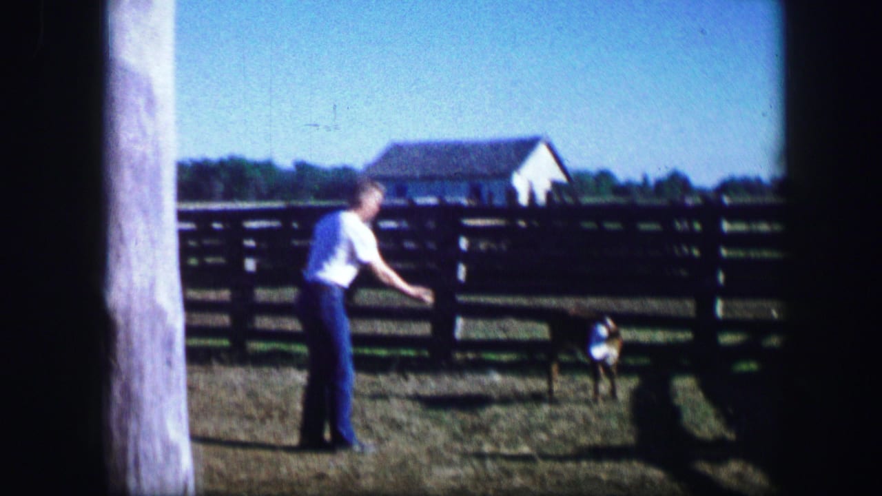 Man in a white shirt reaches toward a cow in a fenced pasture.