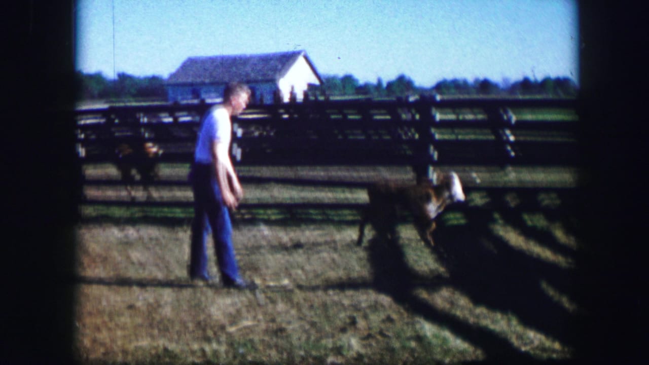 Man stands near a cow beside a wooden fence in bright daylight.