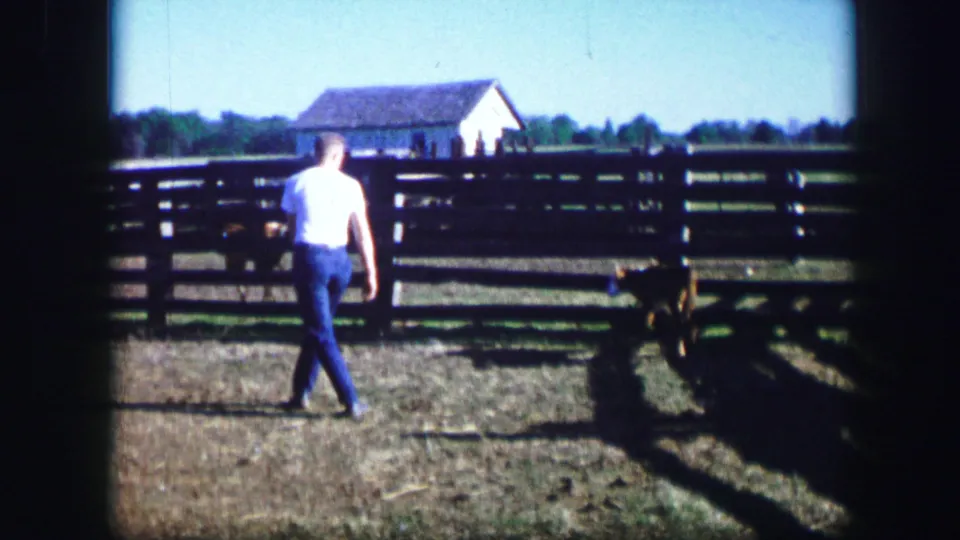 A man walks through the Kirksville farm pasture as a cow stands ahead of him near the wooden fence and white barn.