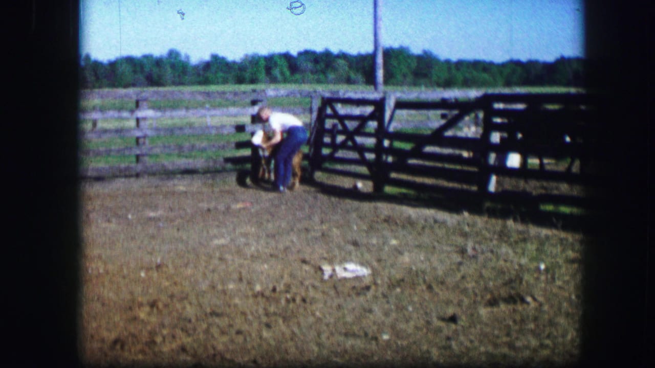 Man bends near a small calf beside a wooden fence in a rural yard.