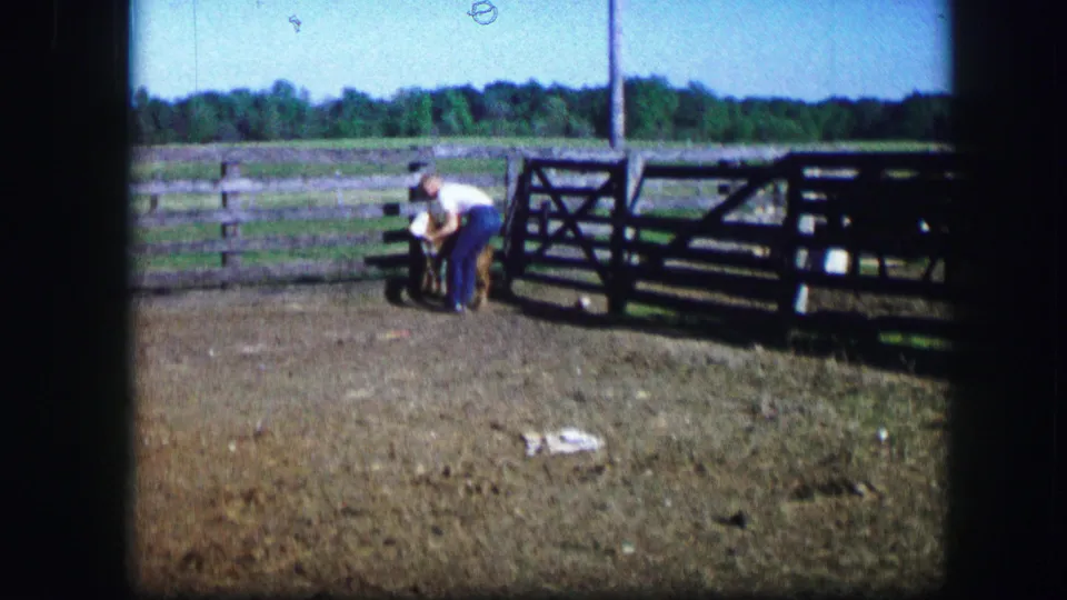 1967 Kirksville, Missouri 8mm frame showing a man tending a small calf near wooden fencing in a sunlit farm yard.