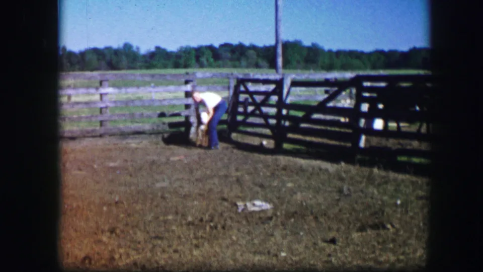 1967 Kirksville, Missouri farm frame with a man leaning toward a calf beside a wooden fence and gate.