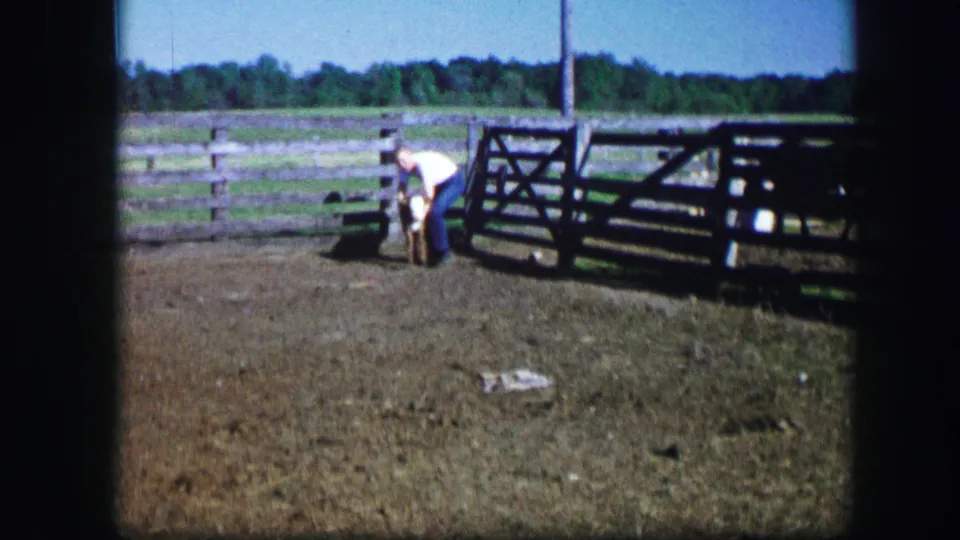 1967 Kirksville, Missouri 8mm frame showing a man close to a calf in a farm yard with fencing and pasture behind.