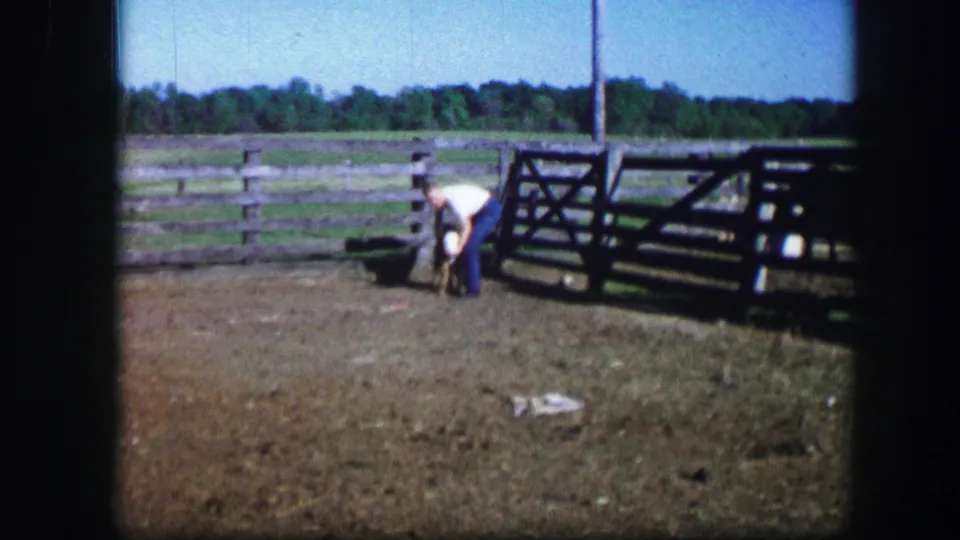 1967 Kirksville, Missouri home-movie frame of a man bending low beside a calf near a wooden gate and fenced pasture.