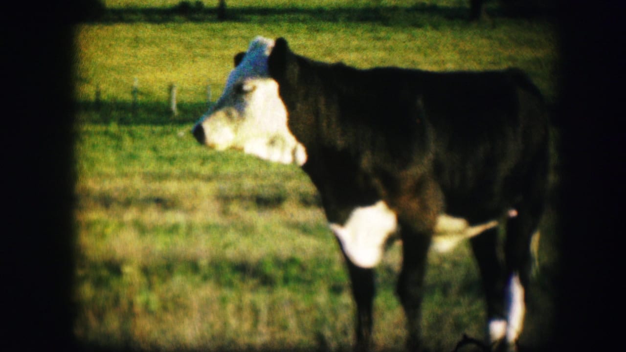 Black-and-white cow stands alone in green pasture in 1967 Kirksville, Missouri home-movie footage.