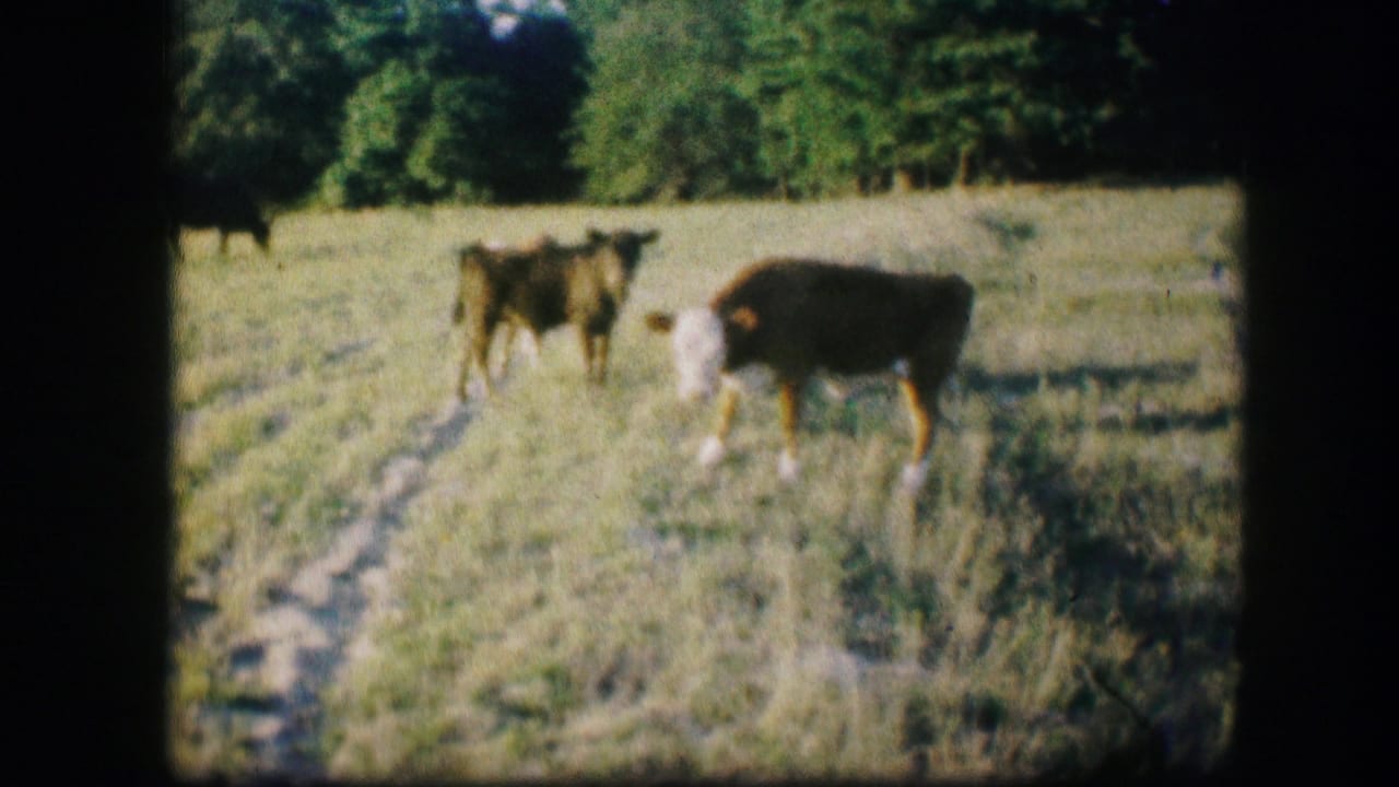 Several cattle standing near a narrow path in a grassy field.