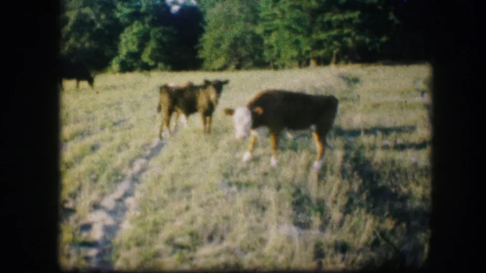 Cattle stand near a worn field path in 1967 Kirksville, Missouri pasture footage.