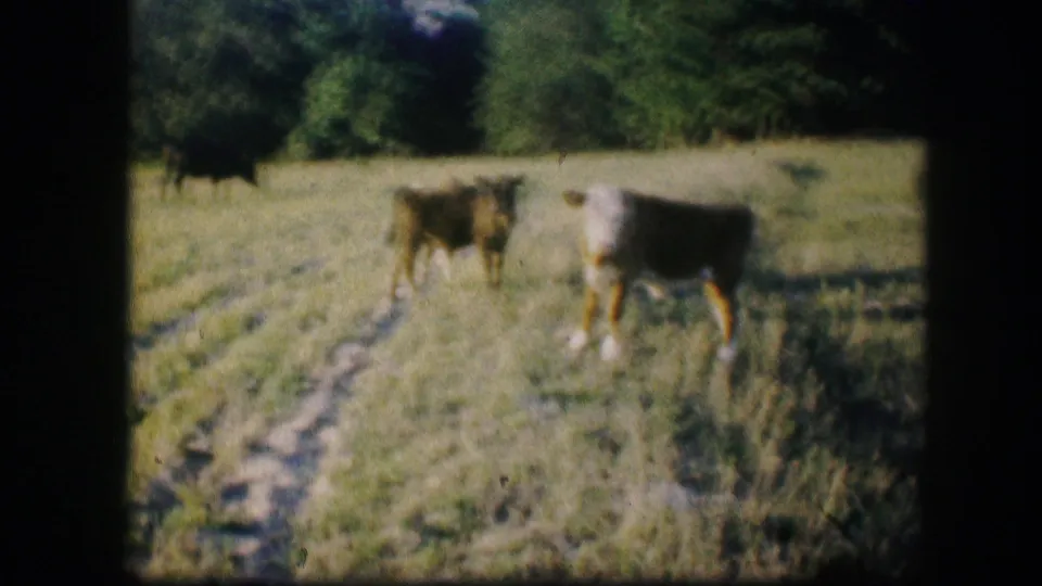 Two cattle stand near a pasture path with trees in the background, from 1967 Kirksville home-movie footage.