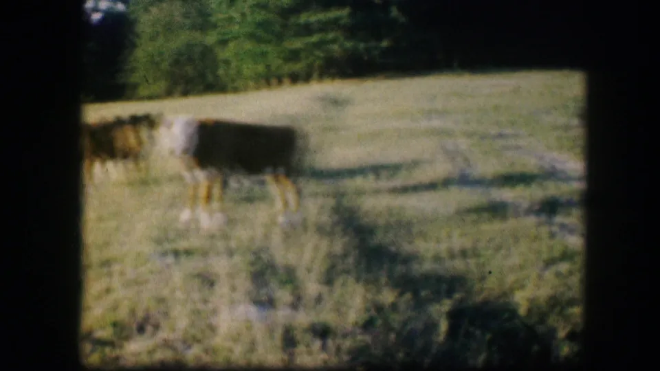 A cow stands in grass near a tree-lined pasture edge in 1967 Kirksville, Missouri footage.