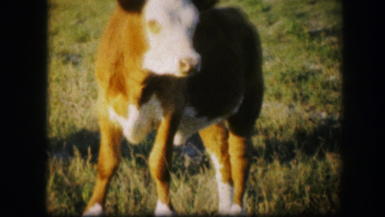 Young brown-and-white calf standing in a sunny grassy field.