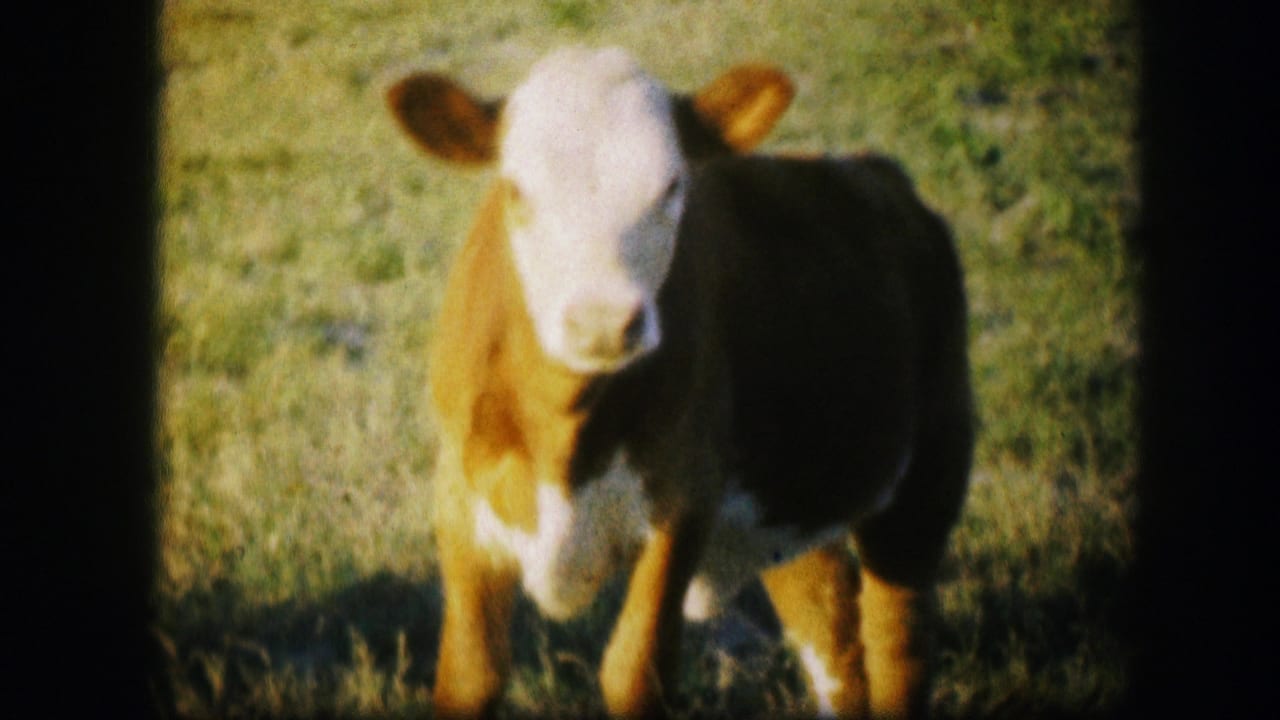 Calf facing the camera while standing on grass in bright sun.