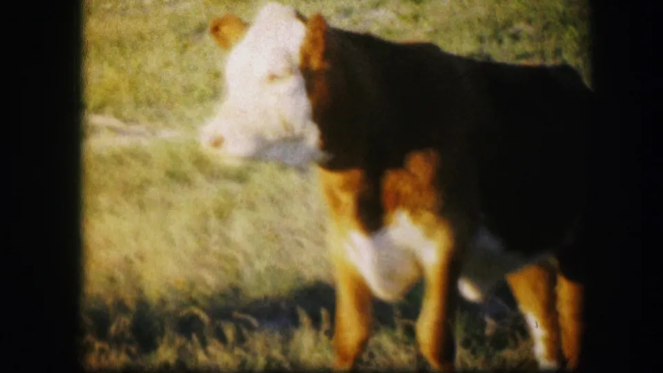 Side view of the brown-and-white calf in the grassy field, recorded in metadata as 1967 Kirksville, Missouri.