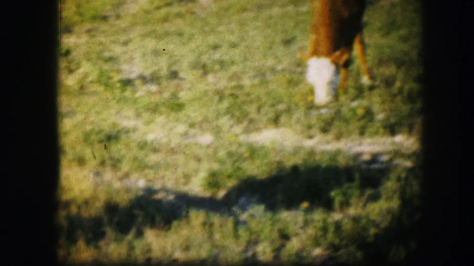 The calf appears near the upper edge of the frame in a sunlit grassy field, with handheld 8mm framing.