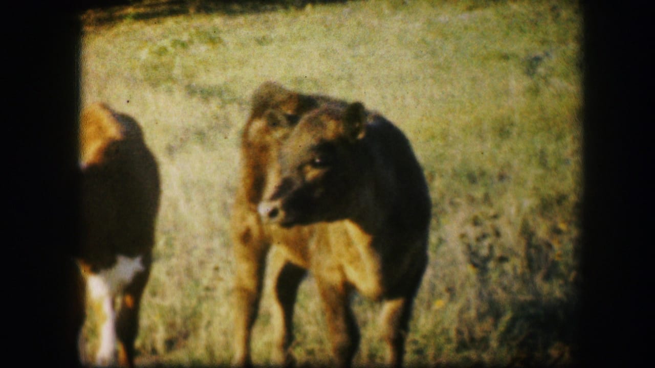 Two young calves stand in tall pasture grass, one partly cropped at the left edge.