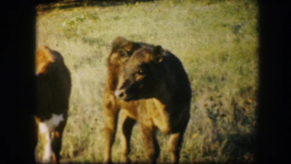 Close 1967 8mm view of two young calves in a sunlit pasture near Kirksville, Missouri, with soft focus and dark film borders.