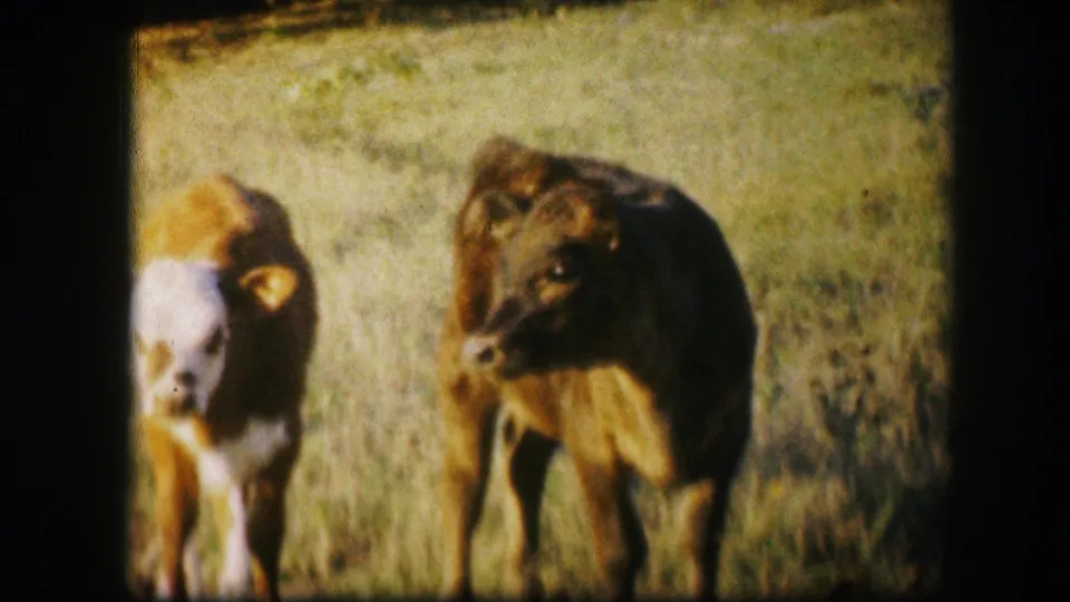 Close 1967 8mm pasture shot near Kirksville, Missouri, showing two calves facing the camera in warm, grainy light.
