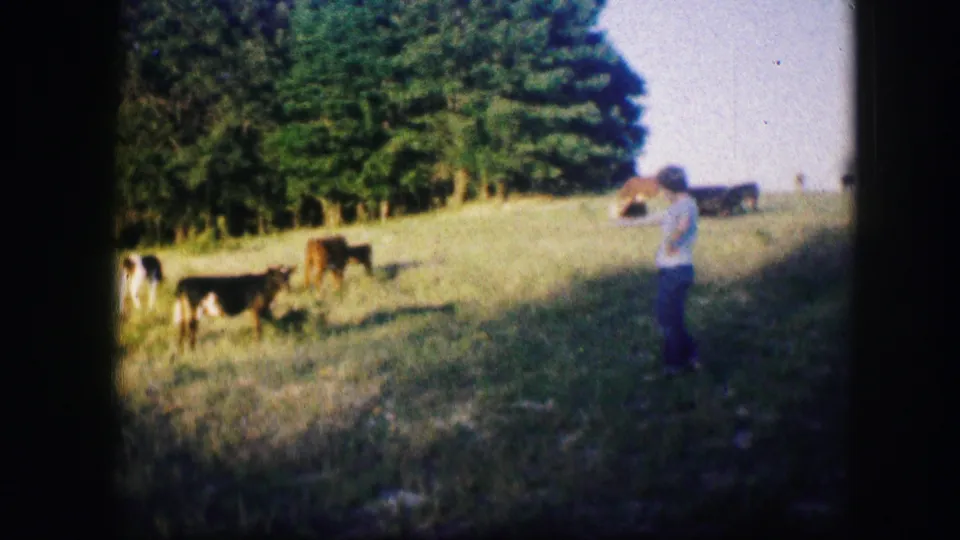 Wide 1967 8mm view of calves in a Kirksville, Missouri pasture, with a distant standing figure and trees along the hillside.