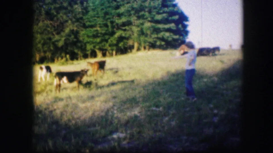 Wide 1967 8mm pasture scene near Kirksville, Missouri, with calves scattered across grass and a distant standing figure at right.