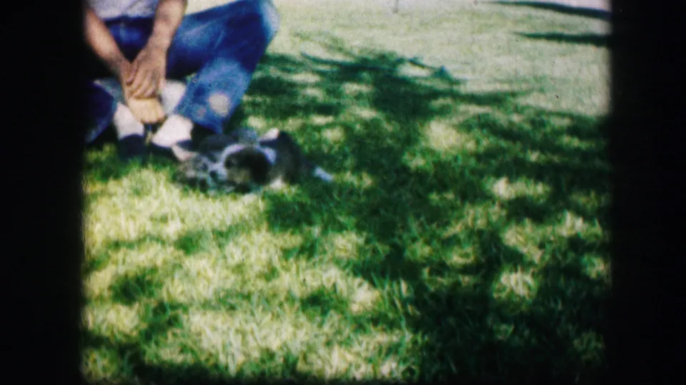Near the end of the brief clip, the puppies remain close to the seated man on a dappled lawn in Kirksville, Missouri.