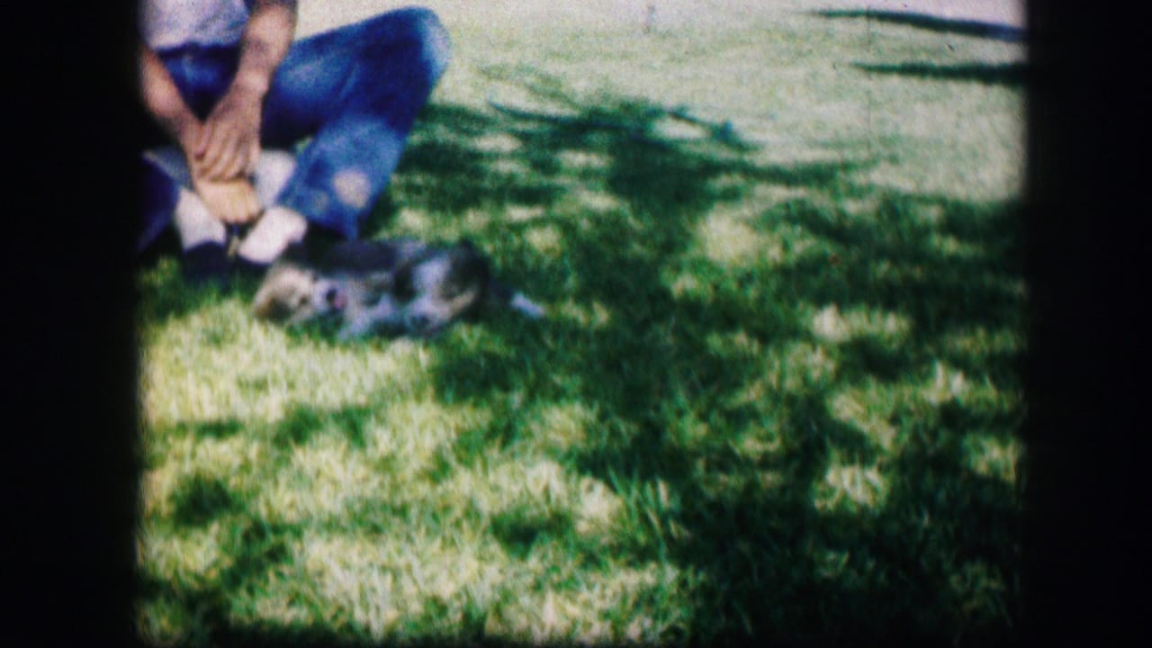 Seated person on grass with two small puppies near their feet.