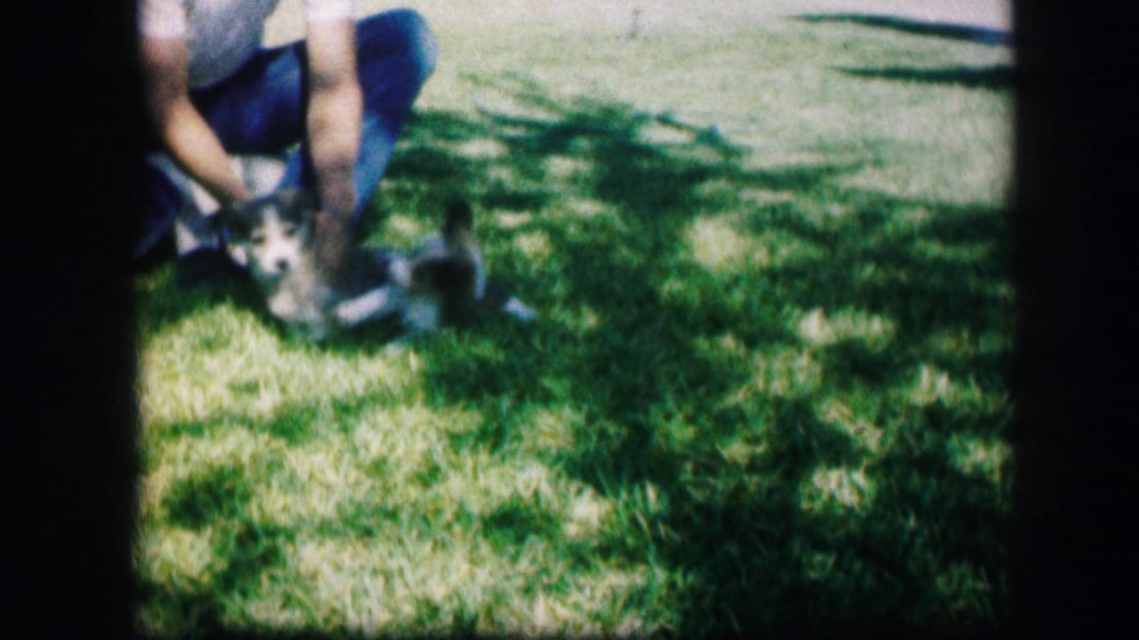 Person reaches toward two puppies playing on the lawn.