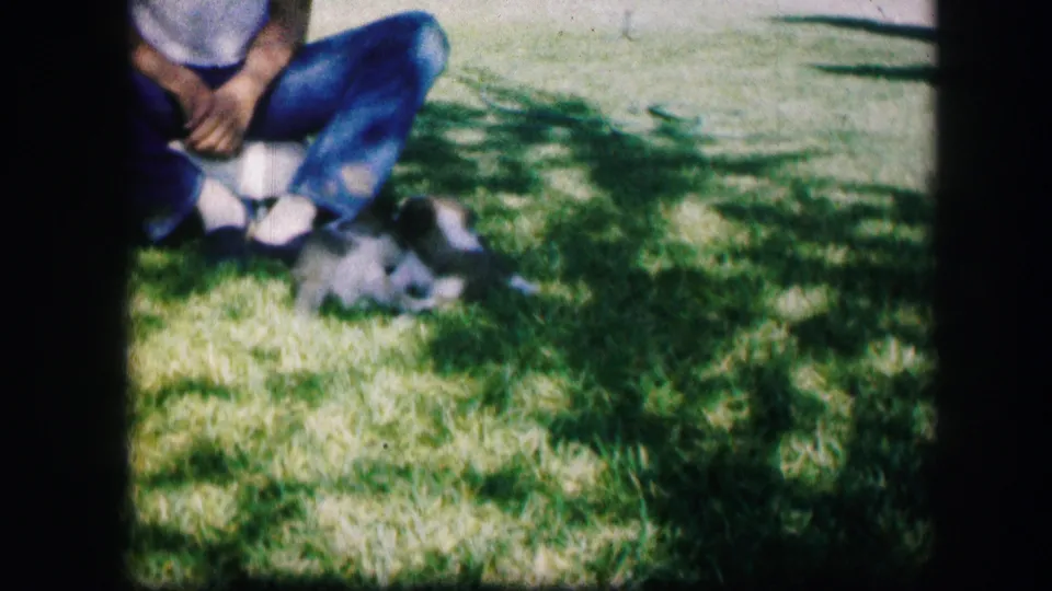 Puppies move across sun-dappled grass near a seated person's feet in a short 1967 Kirksville 8mm home-movie moment.
