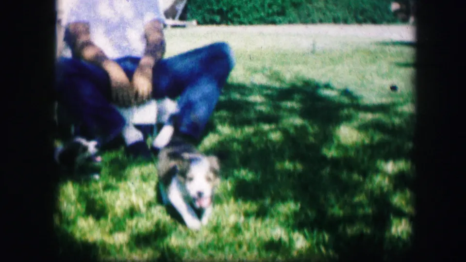 The seated man watches a small puppy on the lawn in this 1967 Kirksville, Missouri 8mm home-movie frame.