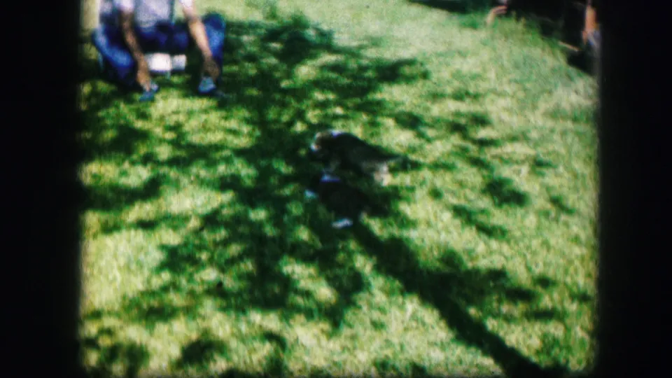 A small puppy crosses a shaded patch of lawn while the seated man remains in the background in Kirksville, Missouri footage from 1967.