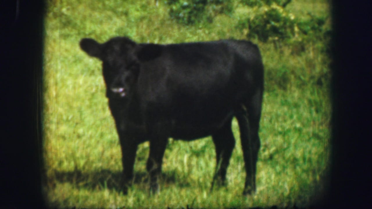 Black cow standing in a grassy field in 1967 Kirksville, Missouri home-movie footage, seen through soft 8mm color grain.