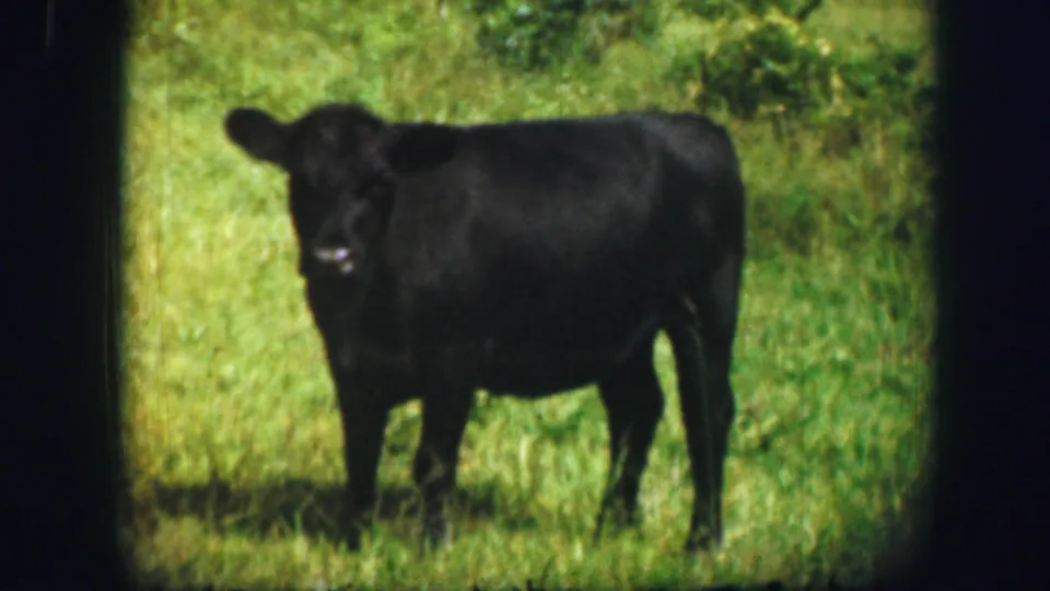 Black cow standing in a grassy field in 1967 Kirksville, Missouri home-movie footage, seen through soft 8mm color grain.