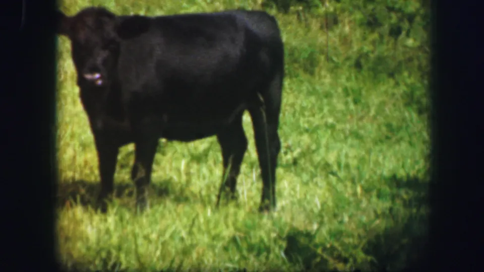 A black cow stands in a green field, its head angled toward the camera in 1967 Kirksville, Missouri 8mm footage.