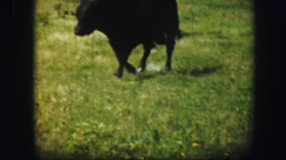 The black cow moves across the grassy field in 1967 Kirksville, Missouri home-movie footage, softened by handheld 8mm motion blur.
