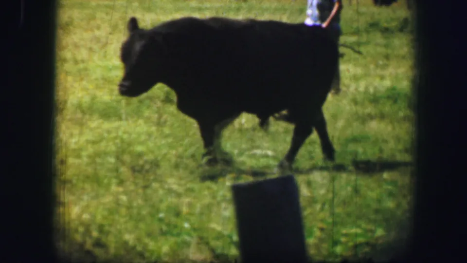 A black cow walks through grass in the Kirksville, Missouri footage, with part of a person visible at the upper edge of the frame.