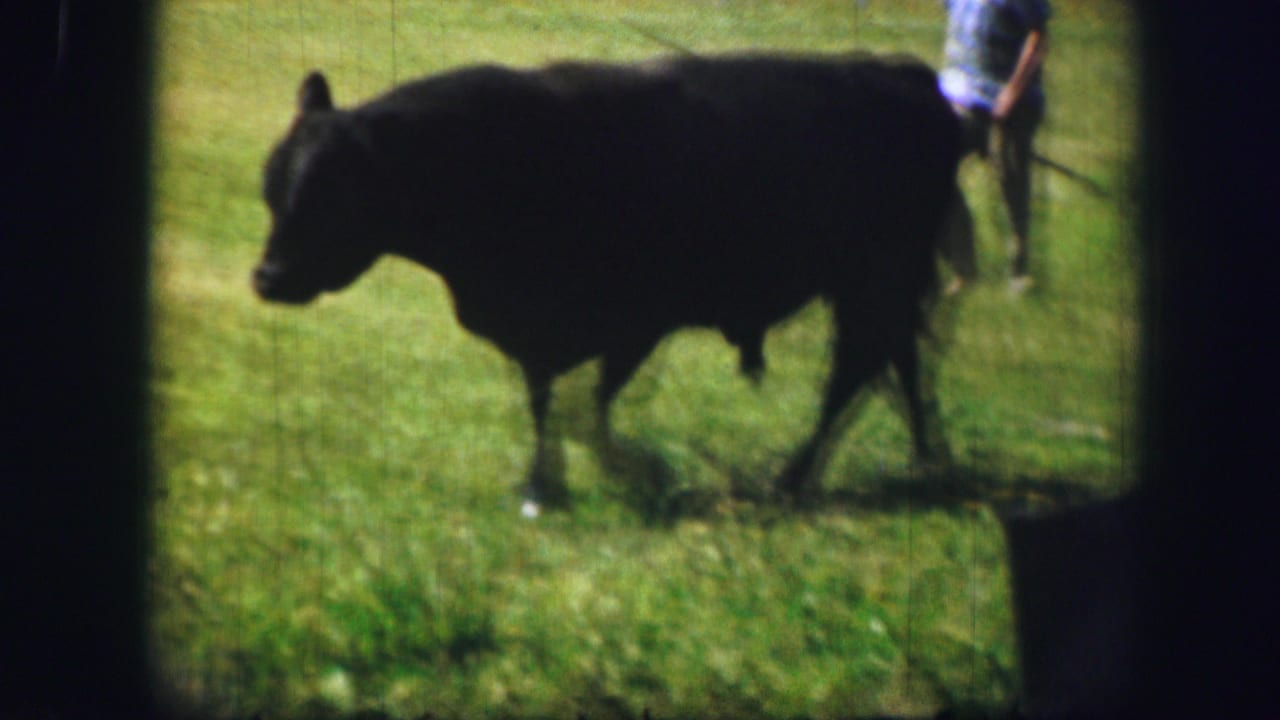 1967 Kirksville, Missouri 8mm frame of a black cow in pasture with a distant adult partly visible nearby.