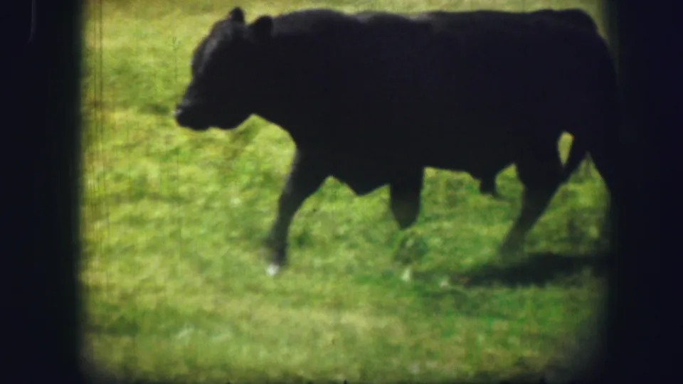 Black cow crossing a sunlit Kirksville pasture in a soft 1967 8mm home-movie frame.